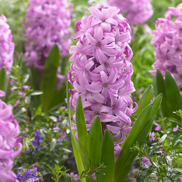 Hyacinthus orientalis 'Purple Pride'